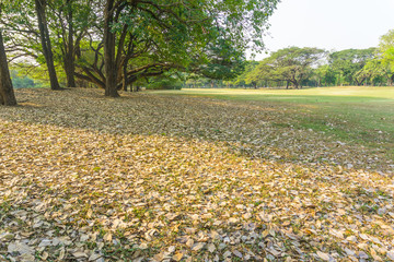 Autumn on green garden