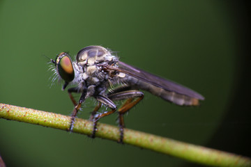 A robber-fly side view on a branch of a tree with a green background