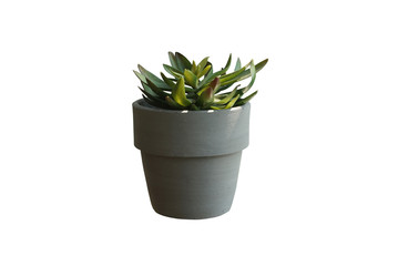 artificial succulent plant in grey pot