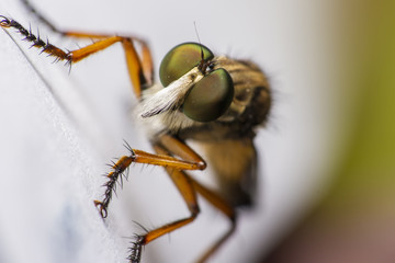Robber Fly on the edge of a white paper