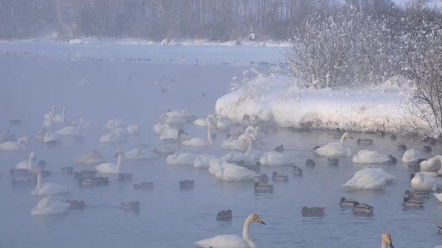Swans on Altai lake Svetloe in the evaporation mist  at evening time in winter