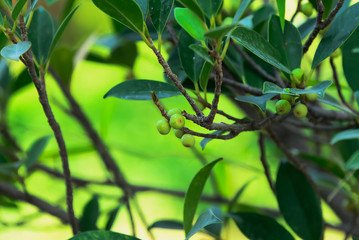 seeds on tree