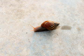 Snail man walk in the Relax Park