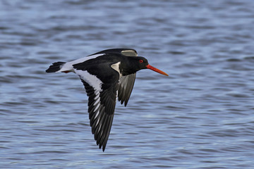 Eurasian oystercatcher (Haematopus ostralegus)
