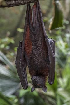  Malayan bat hanging on a tree branch