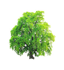 Obraz premium Persimmon Tree