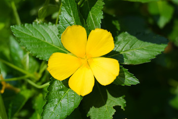 yellow flower on green background