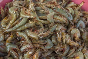 Seafood prawns for sell stored in the box from Chapora fish market in India