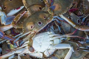 Crabs for sell stored in the box from Chapora fish market in India