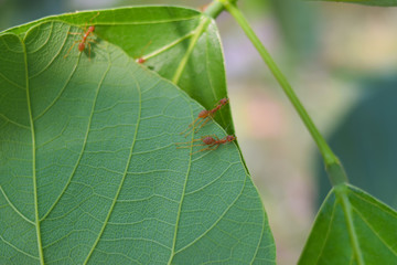 red ants building nest with green leaves