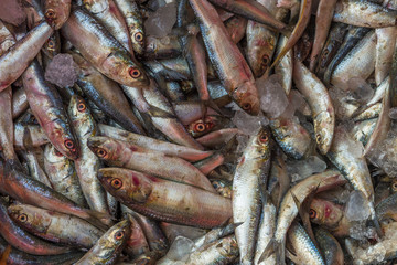 Seafood fish for sell stored in the box from Chapora fish market in India