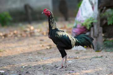 close up male rooster in the farm