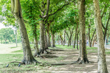 Beautiful Public green park at Vachirabenjatas Park (Rot Fai Park) Bangkok, Thailand