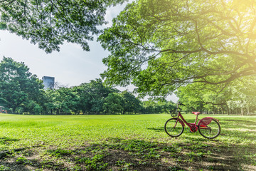 Fototapeta na wymiar Bicycles in Public green park at Vachirabenjatas Park (Rot Fai Park) Bangkok, Thailand