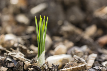 Orange blossom bud crocus in nature.