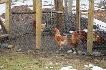 home raised chicken coop in back yard in residential area