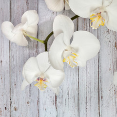 Flowers of white orchids