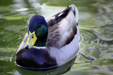 Handsome Mallard
