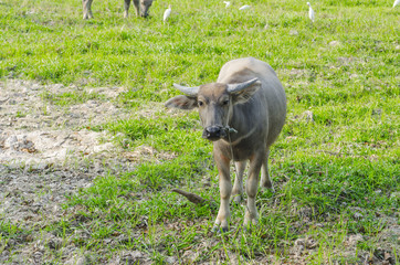 Water buffalo standing on green grass and looking to a camera
