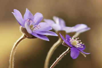 Fioletowe przylaszczki - wiosenne kwiaty © mycatherina