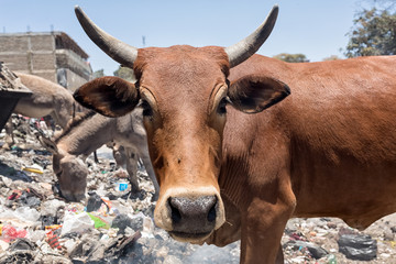 Cow garbage dump