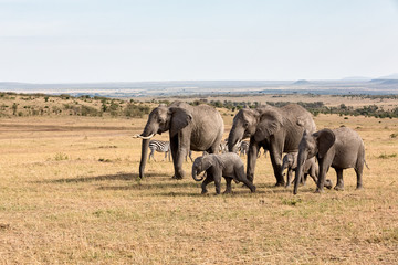 Elephants in Africa