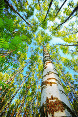 Fototapeta premium summer in sunny birch forest