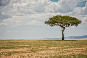 Fototapeta na wymiar Kenya Masai Mara park savannah
