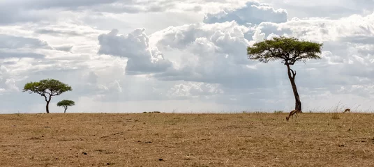 Foto op Aluminium Kenya Masai Mara park savannah © slava2271