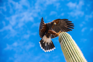 Harris Hawk