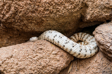 Rattlesnake