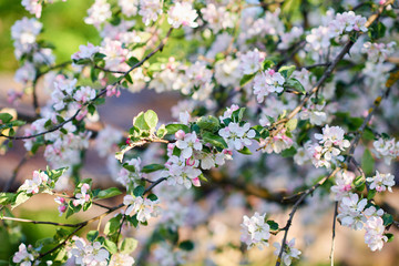 The garden blooming apple trees