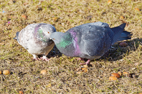 love games in pigeons