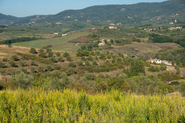 Fototapeta premium Rural Tuscany landscape of olive trees and green hills