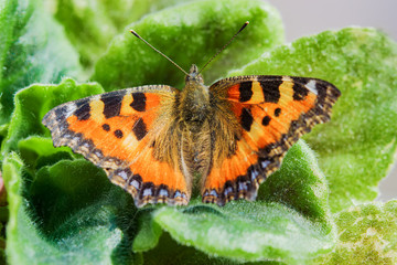 Obraz premium Landscape insect butterfly Polygonia brown with blue spots sits on a green leaves.Selective focus.