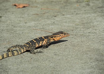 Isolated Water Monitor, Varanus Salvator, Monitor Lizard Crawling On Ground, Thailand