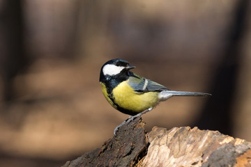 tit on a branch