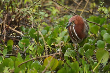 bird of pantanal in the nature habitat, wild brasil, brasilian wildlife, pantanal, green jungle, south american nature and wild