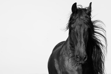Schwarzes Pferd in Bewegung - 142306368