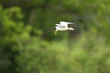 bird of pantanal in the nature habitat, wild brasil, brasilian wildlife, pantanal, green jungle, south american nature and wild