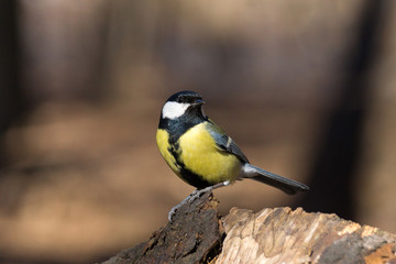 tit on a branch
