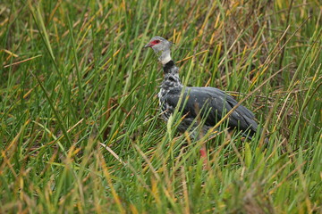 bird of pantanal in the nature habitat, wild brasil, brasilian wildlife, pantanal, green jungle, south american nature and wild