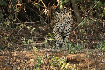 American jaguar female in the shade of a brazilian jungle, panthera onca, wild brasil, brasilian wildlife, pantanal, green jungle, big cats, dark background, low key
