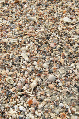 Shell on beach