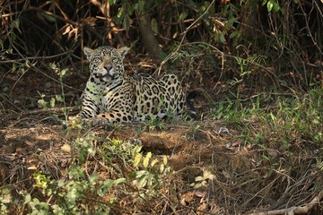 American jaguar female in the shade of a brazilian jungle, panthera onca, wild brasil, brasilian wildlife, pantanal, green jungle, big cats, dark background, low key