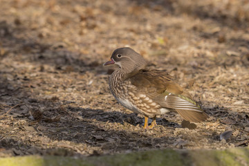Obraz premium female Mandarin Duck (Aix galericulata)