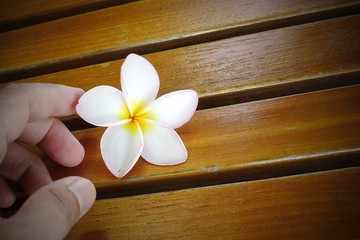Fototapeta premium Pink yellow frangipani flowers finger are white on the wooden floor as a backdrop.