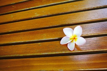 Pink yellow frangipani flowers finger are white on the wooden floor as a backdrop.