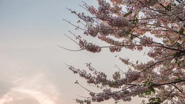 Spring pink blossom flower sunset sky timelapse, 4K time lapse