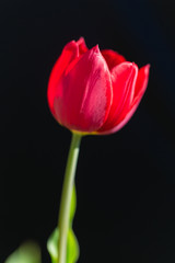 rote Blume vor schwarzen Hintergrund